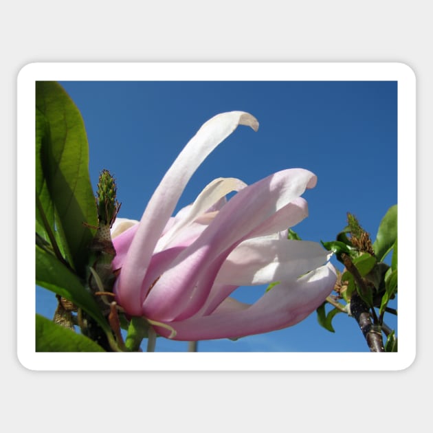 Blooming Pink Magnolia and Blue Sky Sticker by OneLook